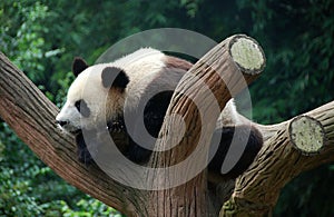 Chengdu, China: Giant Panda in Tree
