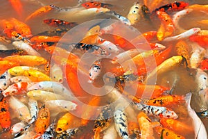 Chengdu China koi