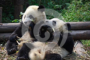 Chengdu, China: Pandas Eating Bamboo