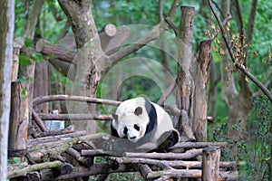 Chengdu panda breeding base