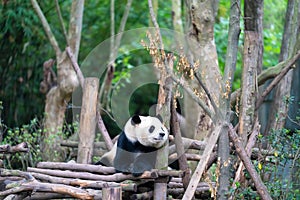 Chengdu panda breeding base