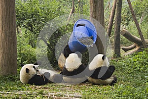 Chengdu panda breeding and research center