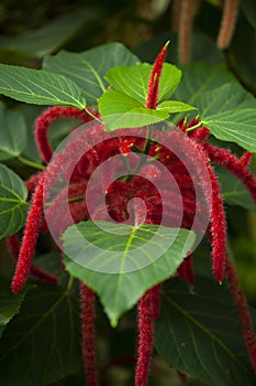 Chenille plant Acalypha hispida with long fuzzy flowers