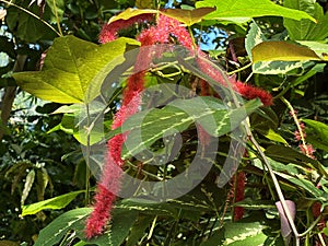 The chenille plant / Acalypha hispida / Nesselblatt, Philippines Medusa, Red hot cat`s tail Fox tail, Pokok ekor kucing