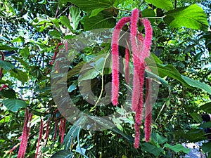 The chenille plant / Acalypha hispida / Nesselblatt, Philippines Medusa, Red hot cat`s tail Fox tail, Pokok ekor kucing