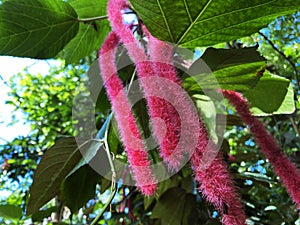 The chenille plant / Acalypha hispida / Nesselblatt, Philippines Medusa, Red hot cat`s tail Fox tail, Pokok ekor kucing