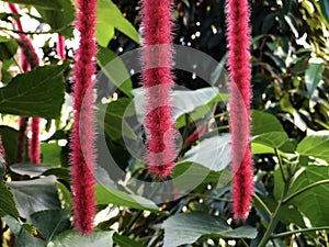 The chenille plant Acalypha hispida, Nesselblatt, Philippines Medusa, Red hot cat`s tail Fox tail, Pokok ekor kucing photo