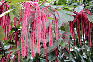 Chenille plant, flowers of Acalypha hispida photo
