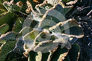 Chenille Prickly Pear Cactus (Opuntia aciculata) - Mojave Desert, Joshua Tree National Park, CA photo