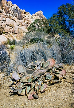 Chenille Prickly Pear Cactus (Opuntia aciculata) - Mojave Desert, Joshua Tree National Park, CA photo