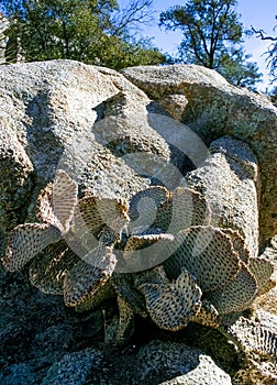 Chenille Prickly Pear Cactus (Opuntia aciculata) - Mojave Desert, Joshua Tree National Park, CA photo