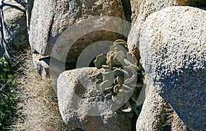 Chenille Prickly Pear Cactus (Opuntia aciculata) - Mojave Desert, Joshua Tree National Park, CA photo