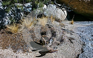 Chenille Prickly Pear Cactus (Opuntia aciculata) - Mojave Desert, Joshua Tree National Park, CA photo