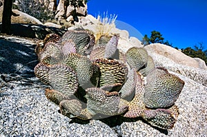 Chenille Prickly Pear Cactus (Opuntia aciculata) - Mojave Desert, Joshua Tree National Park, CA photo