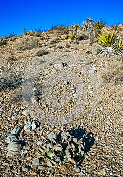 Chenille Prickly Pear Cactus (Opuntia aciculata) - Mojave Desert, Joshua Tree National Park, CA photo