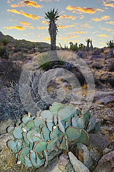 Chenille Prickly Pear Cactus (Opuntia aciculata) - Mojave Desert, Joshua Tree National Park, CA photo