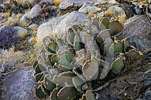 Chenille Prickly Pear Cactus (Opuntia aciculata) - Mojave Desert, Joshua Tree National Park, CA photo