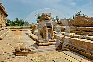 Chennai, South India - October 28, 2018: Lion monolith stone sculpture built inside Mahabalipuram in the state of Tamil nadu