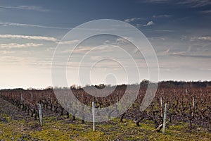 Chenonceaux vineyards