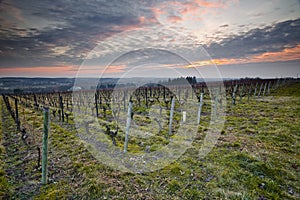 Chenonceaux vineyards sunset