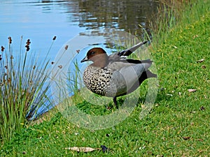 Chenonetta jubata (Australian Wood Duck or Maned Duck)