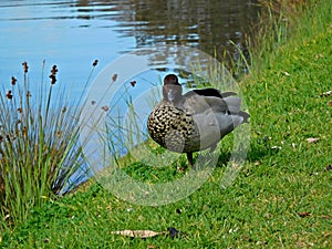 Chenonetta jubata (Australian Wood Duck or Maned Duck)