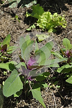 Chenopod in a garden in France