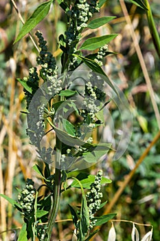 Chenopodium album is also called lamb`s quarters, melde, goosefoot or fat-hen