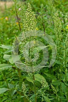 Chenopodium album, edible plant, common names include lamb\'s quarters, melde, goosefoot,