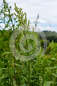 Chenopodium album, edible plant, common names include lamb\'s quarters, melde, goosefoot