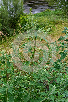 Chenopodium album, edible plant, common names include lamb\'s quarters, melde, goosefoot