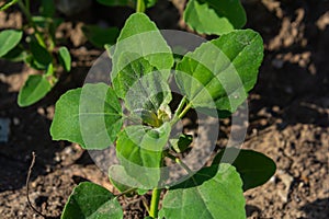 Chenopodium album, edible plant, common names include lamb\'s quarters, melde, goosefoot