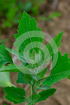 Chenopodium album, edible plant, common names include lamb\'s quarters, melde, goosefoot, white goosefoot