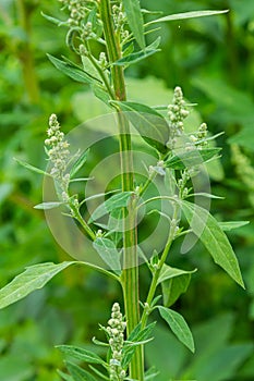 Chenopodium album, edible plant, common names include lamb\'s quarters, melde, goosefoot, white goosefoot