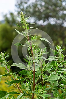 Chenopodium album, edible plant, common names include lamb\'s quarters, melde, goosefoot, white goosefoot