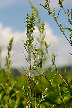 Chenopodium album, edible plant, common names include lamb\'s quarters, melde, goosefoot, white goosefoot