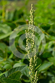 Chenopodium album, edible plant, common names include lamb\'s quarters, melde, goosefoot, white goosefoot
