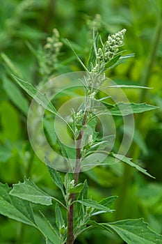 Chenopodium album, edible plant, common names include lamb\'s quarters, melde, goosefoot, white goosefoot,