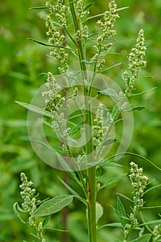 Chenopodium album, edible plant, common names include lamb\'s quarters, melde, goosefoot, white goosefoot