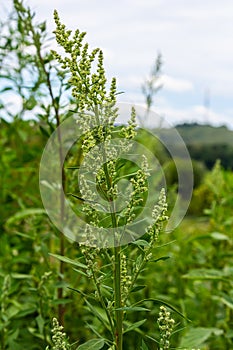 Chenopodium album, edible plant, common names include lamb\'s quarters, melde, goosefoot, white goosefoot, wild spinach