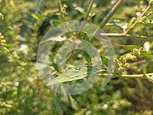 Chenopodium album is a fast-growing weedy annual plant in the genus Chenopodium