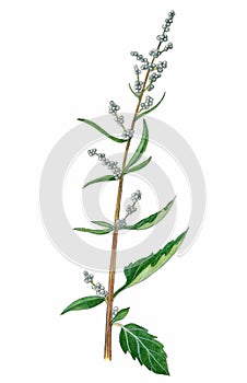 Chenopodium album illustration photo