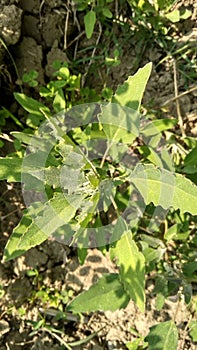 Chenopodium album in India