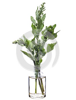Chenopodium album lamb`s quarters or melde in a glass vessel on a white background