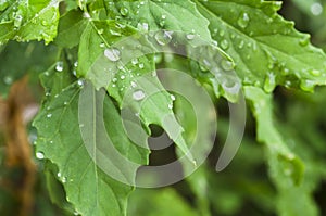 Chenopodium album leaves