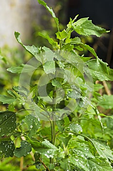 Chenopodium album leaves