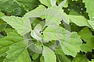 Chenopodium album leaves