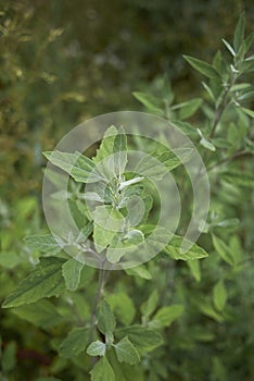 Chenopodium album plant