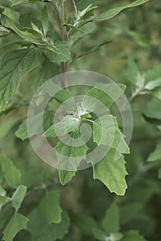 Chenopodium album plant