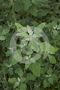 Chenopodium album plant